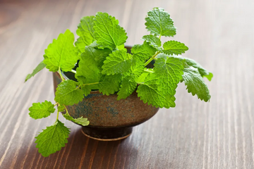 Lemon balm might help reduce stress and anxiety