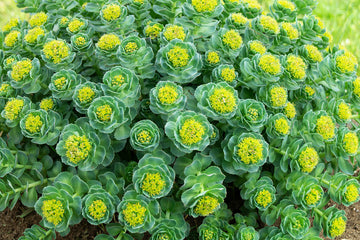 Rhodiola: cool, calm, cognitive bliss